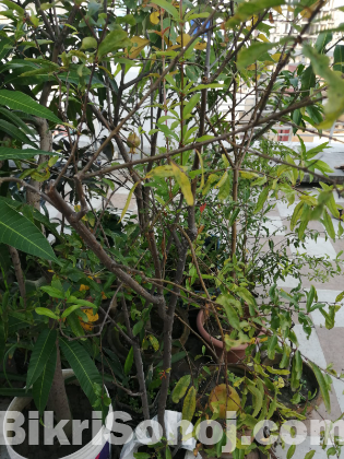 Pakistani ANAR Tree (With Fruits)